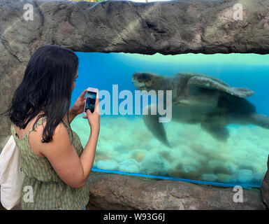 Praia do Forte - Bahia, 10. August 2019, Meeresschildkröten in der Tamar aquarium Stockfoto