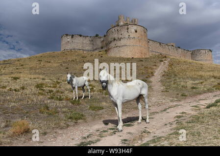 August 10, 2019, Berlanga de Duero, Soria, Spanien: Pferde vor einer mittelalterlichen Burg aus dem 15. Jahrhundert während der Feier.. Das Dorf Berlanga de Duero, nördlich von Spanien feiert einen mittelalterlichen Markt, die bei der Wiederherstellung der kommerziellen Tradition zielt darauf ab, kulturelle Festival der Erfassung, populär geworden und Zusammenleben unter allen Nachbarn und Besucher. (Bild: © John milner/SOPA Bilder über ZUMA Draht) Stockfoto