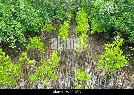 Mangrovenwald In der Provinz Chanthaburi, Thailand Stockfoto