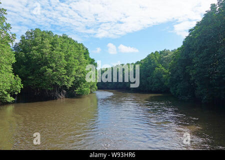 Mangrovenwald In der Provinz Chanthaburi, Thailand Stockfoto