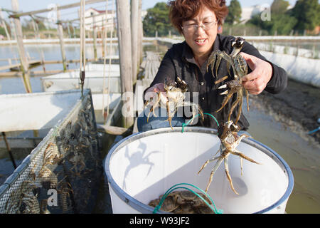 ---- Ein chinesischer Bauer prüft behaarte Krabben an ihrem Krabbenfarm in Taihu Dorf, Hongqiao Stadt Huzhou City, East China Zhejiang provinz, 5. November 2. Stockfoto