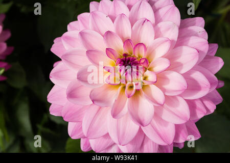 Schöne rosa Dahlie Karma Prospero Blume im Sommer Garten Stockfoto