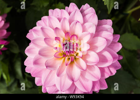 Schöne rosa Dahlie Karma Prospero Blume im Sommer Garten Stockfoto