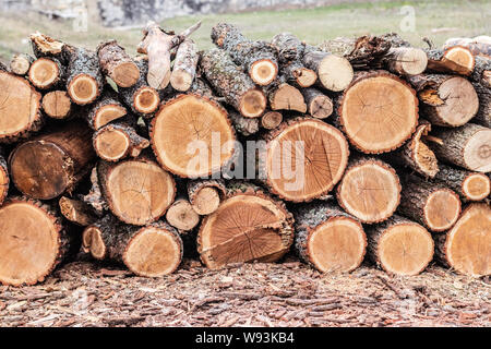 Holz- natürliche cut Protokolle für die Ernte für den Winter. Stockfoto