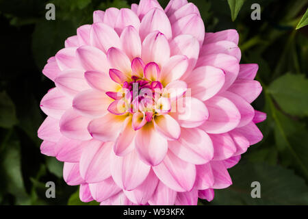 Schöne rosa Dahlie Karma Prospero Blume im Sommer Garten Stockfoto