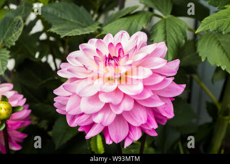 Schöne rosa Dahlie Karma Prospero Blume im Sommer Garten Stockfoto