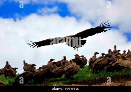 Ein Geier Segel über eine Herde ruht auf einem Hügel nach einem Himmel Beerdigung in Sertar County, Ganzi tibetischen autonomen Präfektur, Southwest China Sichuan Stockfoto