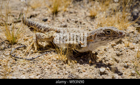 Mojave fringe-toed Eidechse in der Mojave-wüste, USA Stockfoto