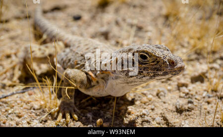 Mojave fringe-toed Eidechse in der Mojave-wüste, USA Stockfoto