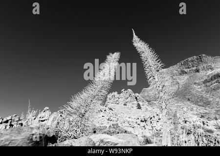 Echium wildpretii, tajinaste Rojo, Skelette in Schwarzweiß von guajara Berg in Las Canadas del Teide, Teneriffa, Kanarische Inseln, Spanien Stockfoto