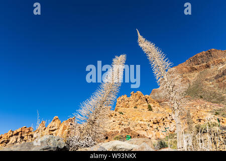 Echium wildpretii, tajinaste Rojo, Skelette von guajara Berg in Las Canadas del Teide, Teneriffa, Kanarische Inseln, Spanien Stockfoto