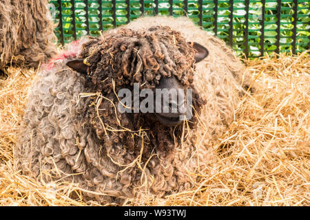 Farbige Lincoln Longwool Schafe. Als at-risk seltene Rasse Schafe klassifiziert. Stockfoto