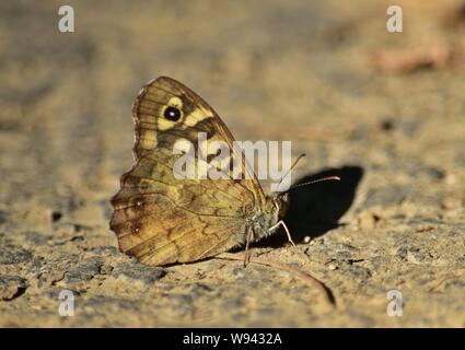 Hauhechelbläuling (Pararge depressa) Schmetterling Unterseite Stockfoto