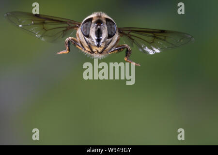 Große Bienenschwebfliege, Bienen-Schwebfliege, Mistbiene, Schlammfliege, Scheinbienen-Keilfleckschwebfliege, Weibchen, Flug, fliegend, Eristalis tenax Stockfoto