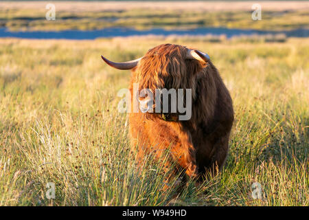 Highland rind kuh flauschige Fell Haare Gesicht stier Tiere Tier Hörner Stockfoto