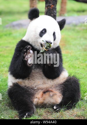 Ein riesiger Panda isst Reis Knödel für die Duanwu Festival in einem Park in Jinan, Provinz Shandong, China, 10. Juni 2013. Stockfoto