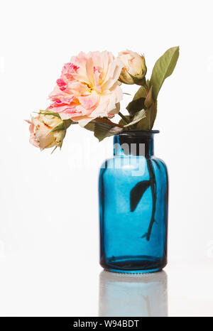 Blaue Glasflasche mit ätherischem Rosenöl und rosa Rosen auf weißem Hintergrund. Aromatherapie Stockfoto