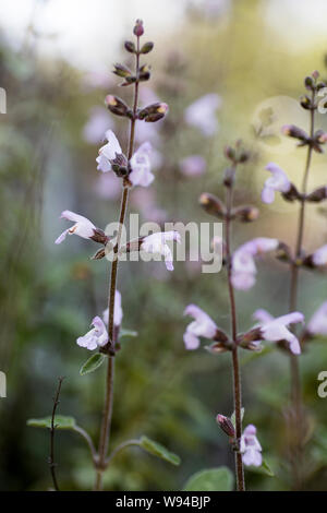 Wilde weiße Blumen Makro salvia fruticosa lamiaceae 50 Megapixel printables Kunst Stockfoto