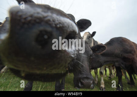 Cash Cows könnte eine neue Industrie. Credit: Colin Fisher/CDFIMAGES.COM/ALAMY Stockfoto