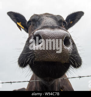 Cash Cows könnte eine neue Industrie. Credit: Colin Fisher/CDFIMAGES.COM/ALAMY Stockfoto