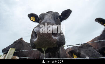 Cash Cows könnte eine neue Industrie. Credit: Colin Fisher/CDFIMAGES.COM/ALAMY Stockfoto