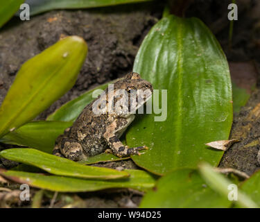 Nahaufnahme des Gemeinsamen Eastern American Toad auf grünen Wasserpflanzen Blätter am Rand des Teiches sitzen Stockfoto