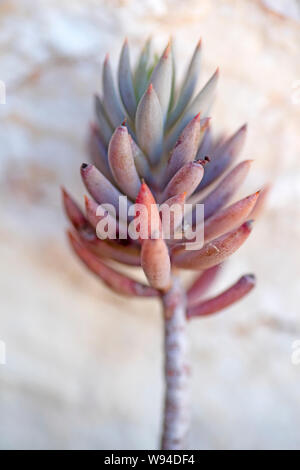 Wilde Blume Makro sedum sediforme Crassulaceae 50 Megapixel botanische Identität Stockfoto