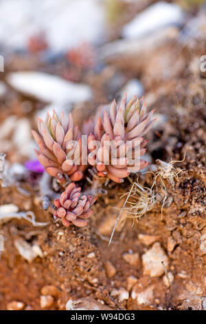 Wilde Blume Makro sedum sediforme Crassulaceae 50 Megapixel botanische Identität Stockfoto