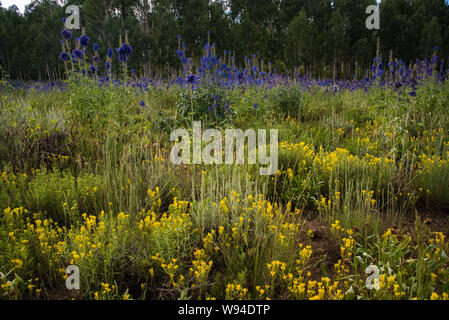 Lila und Weiße Lupine mit Akzenten aus goldenen Stab mit einer hohen Hochplateau. Stockfoto