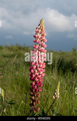 Sommer Lupinen (Lupinus sp) in einem Feld in der Nähe von Shenington, Oxfordshire, Großbritannien Stockfoto