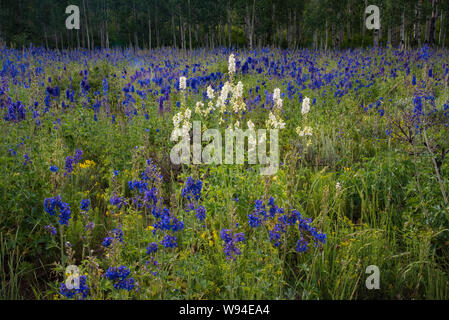 Lila und Weiße Lupine mit Akzenten aus goldenen Stab mit einer hohen Hochplateau. Stockfoto