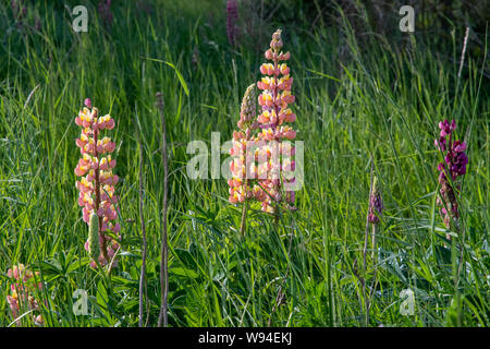 Sommer Lupinen (Lupinus sp) in einem Feld in der Nähe von Shenington, Oxfordshire, Großbritannien Stockfoto