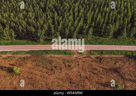 Luftaufnahme der Straße zwischen Cottonwood Wald und gerodete Fläche aus drohne pov im Sommer susnet Stockfoto