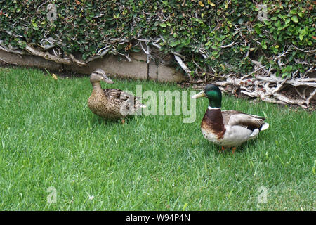 Wilde Enten in meinem Hinterhof Stockfoto