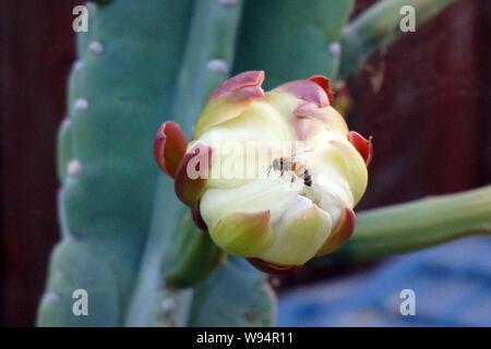 Honig Bienen auf der Nacht blühen Cereus Kaktus Stockfoto