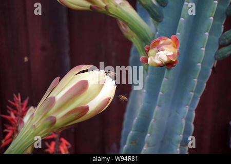 Honig Bienen auf der Nacht blühen Cereus Kaktus Stockfoto