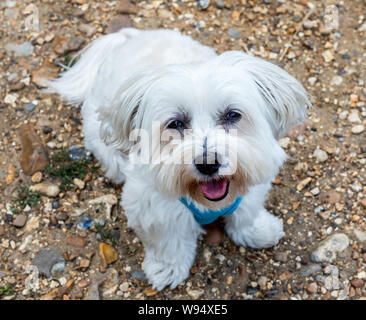 Ein Malteser Terrier in London Stockfoto