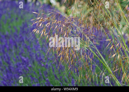 Stipa gigantea 'Gold Fontaene'. Goldenen Hafer. Riesige Feder Gras vor der Lavendel im Juni GROSSBRITANNIEN Stockfoto