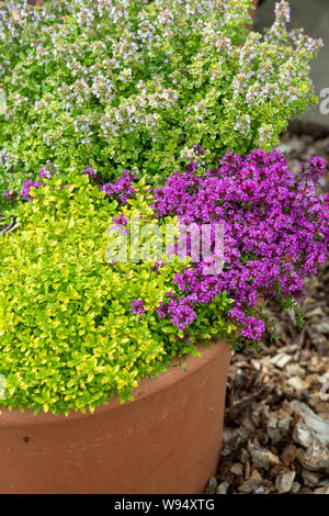 Thymus vulgaris. Sorten von Thymian in einem Blumentopf Stockfoto