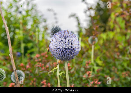 Biene bestäubt eine lila Allium. Stockfoto