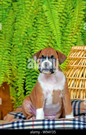 Boxer Welpe, fawn Farbige sitzen auf Decke, vor der Farn Pflanze. Stockfoto