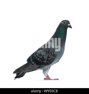 Sie grau Racing Pigeon Seite Möglichkeiten an Kamera suchen mit Orange/braunes Auge. Ausschnitt mit Perle Grün und Violett. Auf weissem Hintergrund. Stockfoto