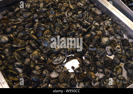 Raw Schnecken in der Schale lebendig für den Verkauf in der Fischmarkt von Catania, Sizilien, Italien. Fresg Meeresfrüchte an der Straße Fischmarkt. Stockfoto