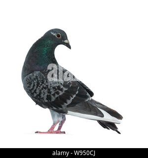 Sie grau Racing Pigeon Seite Wege, auf der Suche nach hinten über die Schulter mit Orange/braunes Auge. Ausschnitt mit Perle Grün und Violett. Am Pfingstmontag isoliert Stockfoto