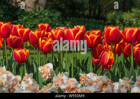 Schöne im sonnigen Nahaufnahme des malerischen Rot, Gelb und Orange blühende Tulpen und weiße und gelbe Narzisse Blüten. Stockfoto