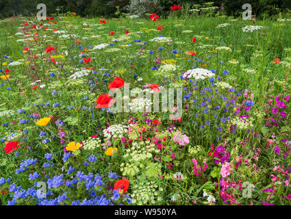Die Natur in ihrer schillerndsten in der englischen Landschaft im Sommer eine Fülle von lebendigen Wildblumen in einem sonnigen natürliche Wiese. Stockfoto
