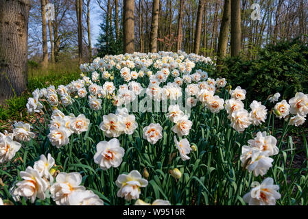 Close up natürliche sonnige Aussicht auf verschiedene farbige oder weiße Narzisse Narcissus Jonquilla blumen Feld. Stockfoto