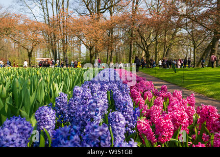 Mischung blau, lila und rosa blühende Hyazinthen Feld Surround mit Besuchern und natürlichen Atmosphäre im Keukenhof in Lisse, Niederlande Stockfoto
