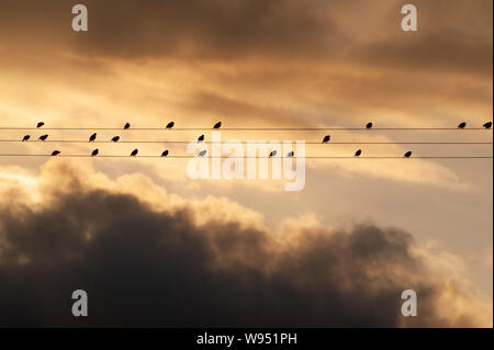 Vögel auf Telegraph Draht Stockfoto