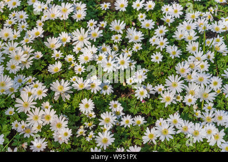 Hintergrund der blühenden Shasta Daisy, Leucanthemum oder 'Lilac Blumen; kleine kleine weiße Blüten mit gelben Blütenkrone wachsen, die den Boden bedecken. Stockfoto